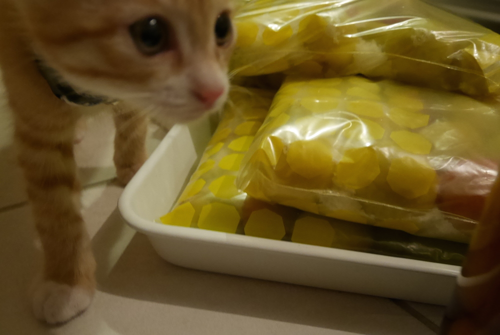 ネコと梅