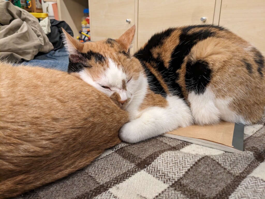猫のお尻は枕です。